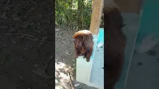 Macaco Bugio Canta e Encanta as Pessoas .  Lindo!  #shorts