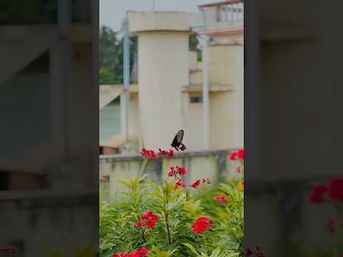 A day❤️ #shorts #beach #nature #youtubeshorts #shorts #youtube