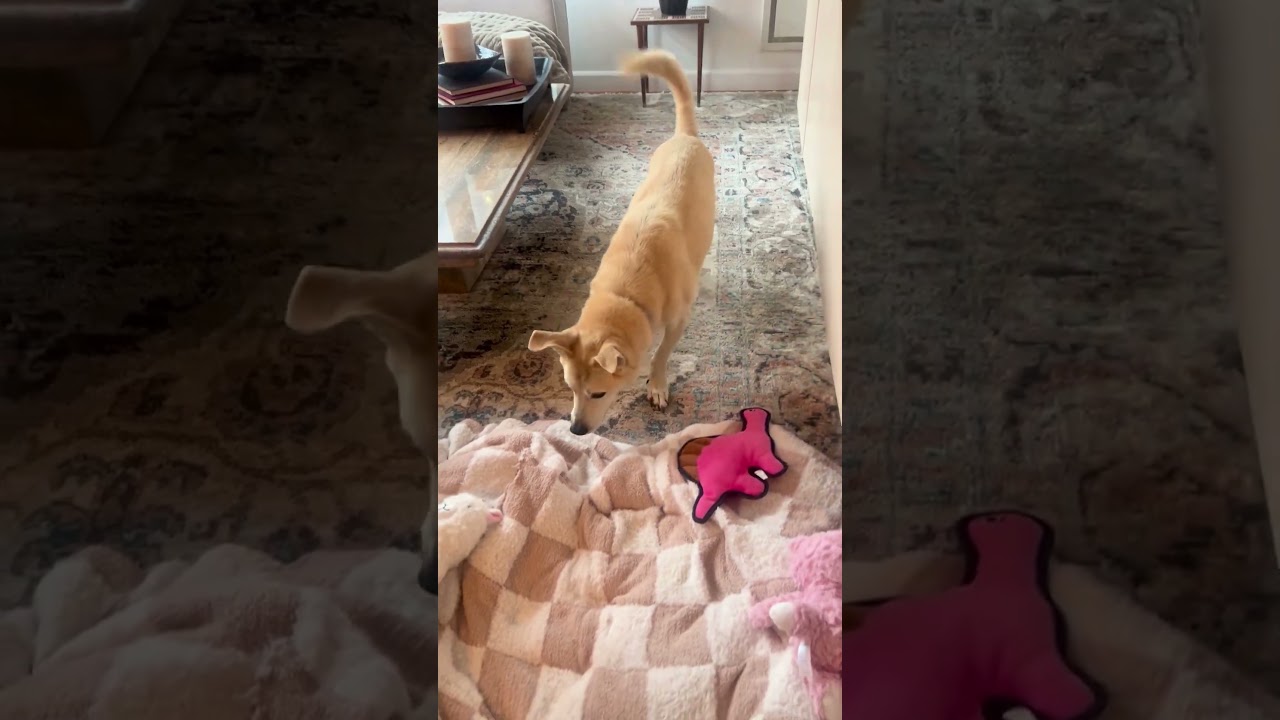 Enlarge Long-Term Project, a Adoptable mixed breed in New York, NY video 6/6