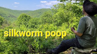 Solo Backpacking the Quehanna Wilds: seeing ELK and sneaky snakes. day 3 [trail vlog]