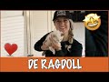IK WIL EEN RAGDOLL ? | DierenpraatTV