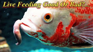 Is Live Feed Good Or Bad For Fish?.. And Who Should Give Live Feed?.. / Fish Aquarium Tamil