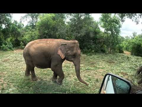 Bannerghatta Safari Experience 2026 | Tiger Came INCHES Away | 3-Day Old Baby Elephant | Bangalore