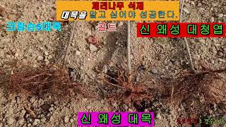 체리나무 식재 대목을 알아야 실패가 없다. #신왜성대청엽 #콜트 #크림슨5 #왜성대목 #조경수