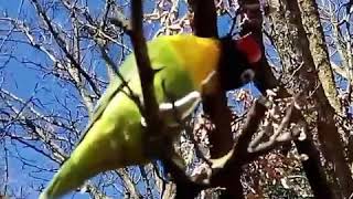 Download lagu Lovebird Dakori di Alam bebas mp3