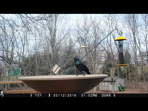 Common Grackles at the birdbath