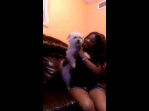 Nolfolk Terrier goes wild