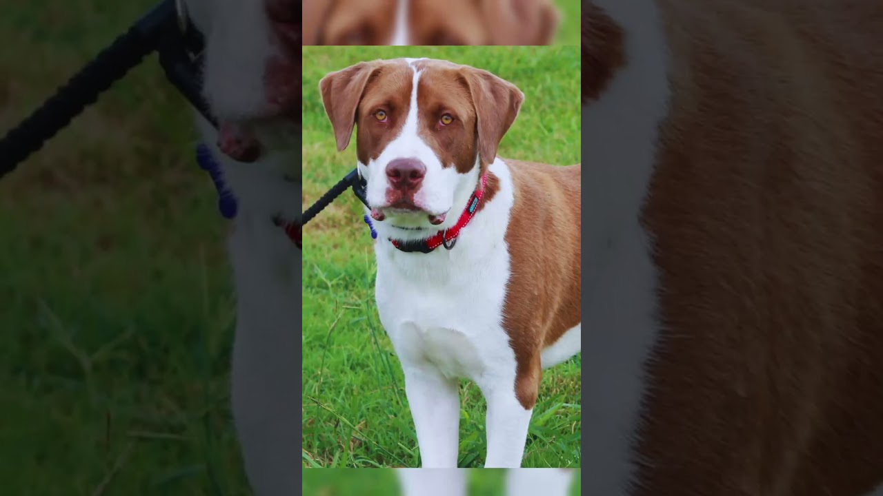 Enlarge Finn, a Adoptable Saint Bernard in Cookeville, TN video 4/4