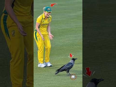 Hahaha! A Crow Guards the Cricket Ball… Fielder Can’t Pick It Up 😂🏏🐦 #cricket #sports