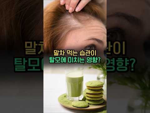 Dr. 毛王 참닥터, 말차 매니아, 탈모 공포에서 자유로울까요?