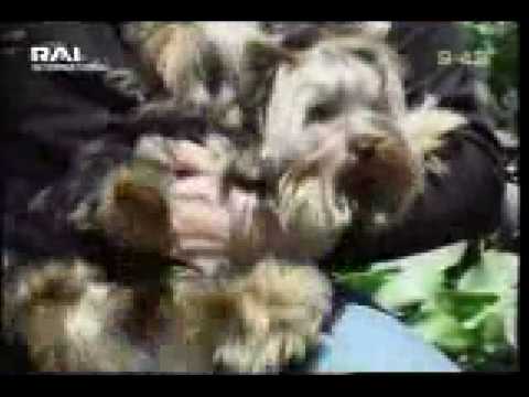 Sabrina A. Parisi on RAI TV "Uno Mattina"