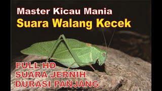 Download lagu Master Belalang Kecek Durasi 1 Jam   Terapi Suara Air Mengalir   FULL HD mp3
