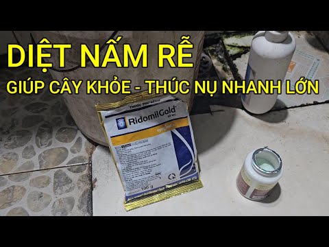 🔴 QBS23457 - TƯỚI RIDOMILGOLD DIỆT NẤM RỄ THÚC ĐẨY NỤ NHANH LỚN | CÁCH CHĂM SÓC CHO NỤ MAI NHANH LỚN