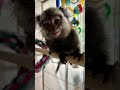Marmi is now three month old.  😍                                             #wild #zwf #marmoset