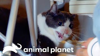 This Demon Cat Attacks A Family | My Cat From Hell | Animal Planet