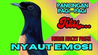 Download lagu PANCINGAN PAGI-PAGI AGAR MURAI GACOR❗❗ MURAI MACET PASTI NYAUT EMOSI❗❗ mp3 Download lagu PANCINGAN PAGI-PAGI AGAR MURAI GACOR❗❗ MURAI MACET PASTI NYAUT EMOSI❗❗ mp3