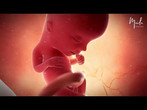 13 Weeks of Pregnancy | #SecondTrimester | #FetalDevelopment in #Pregnancy