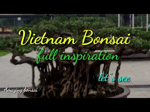 Vietnam Amazing bonsai #hobby #karya #bonsai #exhibitation #amazing #worldbonsai #pameranbonsai