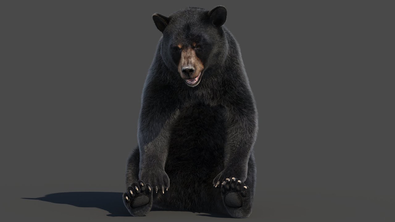 Rigged Black Bear Fur 3D Model