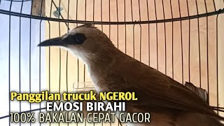 Download lagu Trucuk BETINA memanggil Jantan Suara Birahi Ngecuplik 100% pancingan trucukan gacor agar BUNYI EMOSI mp3