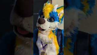 WHY BLUE DOG?! #fursuiters #midwestfurfest #mff2022