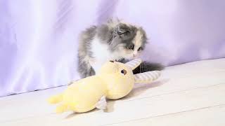 スコティッシュフォールドの動画01