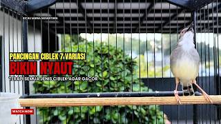 Download lagu suara burung CIBLEK GACOR NGEBREN Pancingan Ciblek Semi bahan jadikan ciblek kristal gacor Tarung mp3