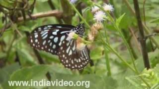Blue Tiger or Tirumala limniace