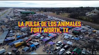 THE ANIMAL FLEA, A SURREAL PLACE IN TEXAS