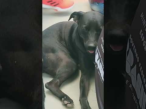 ⚽Cãovidado ilustre e torcedor dorminhoco. Marcando presença no jogo de futebol em Ouvidor Go.