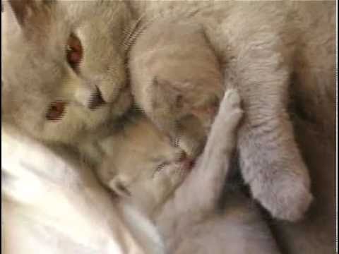 Kuld 4 født 2008 - 4 killinger