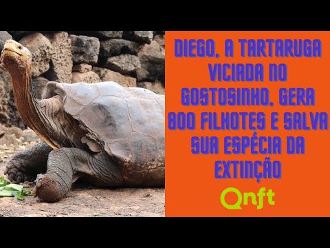 Extravagâncias, Risadas e Realidades: O Que Rolou no Quem Não Faz Toma