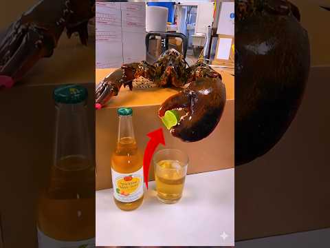 Lobster Claws Have Secret Superpowers! #lobster