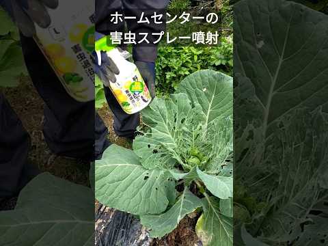 灰色のキャベツのアブラムシは有害ですか?すぐに駆除できますか?  庭園