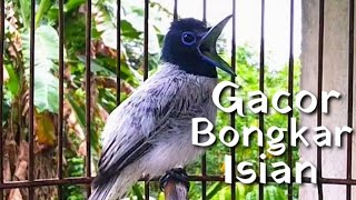 Download lagu Masteran & Pancingan Suara Burung Tali Pocong/Seriwang Gacor || Bunyi Unik Bongkar Isian mp3