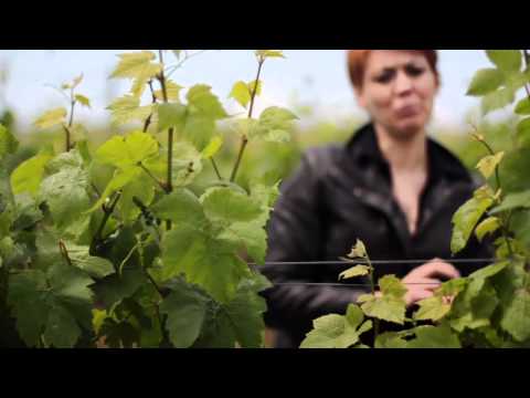 Cantina Barbera   Behind the Wine