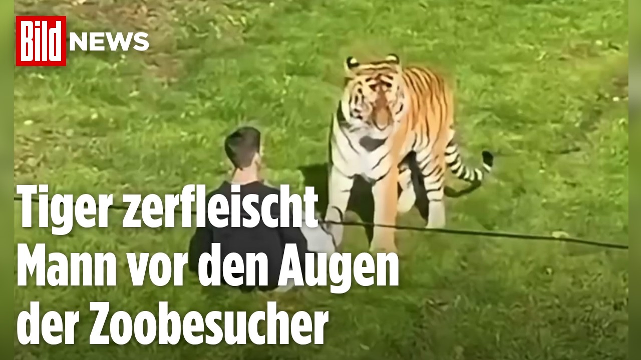 SCHOCK IN ENGLAND: Mann betritt Tigergehege und stirbt nach Angriff im Tierpark
