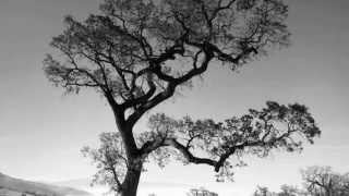 Morning Light - Jeff Lanman