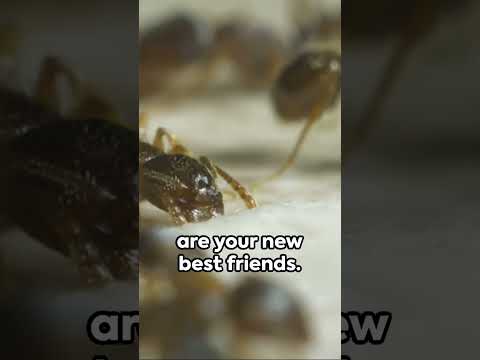 How to Get Rid of Ants in Dishwasher: Effective Solutions for a Bug Free Kitchen