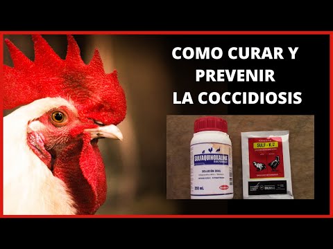, title : '🐓Como curar la diarrea con sangre o diarrea blanca (Coccidiosis) en los pollos llGranja Fina ll 2021'