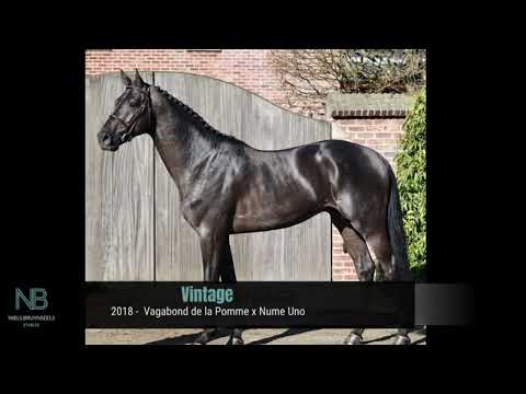 Vintage°2018 | hengst | 171 | Zwart bruin | Oldbg |