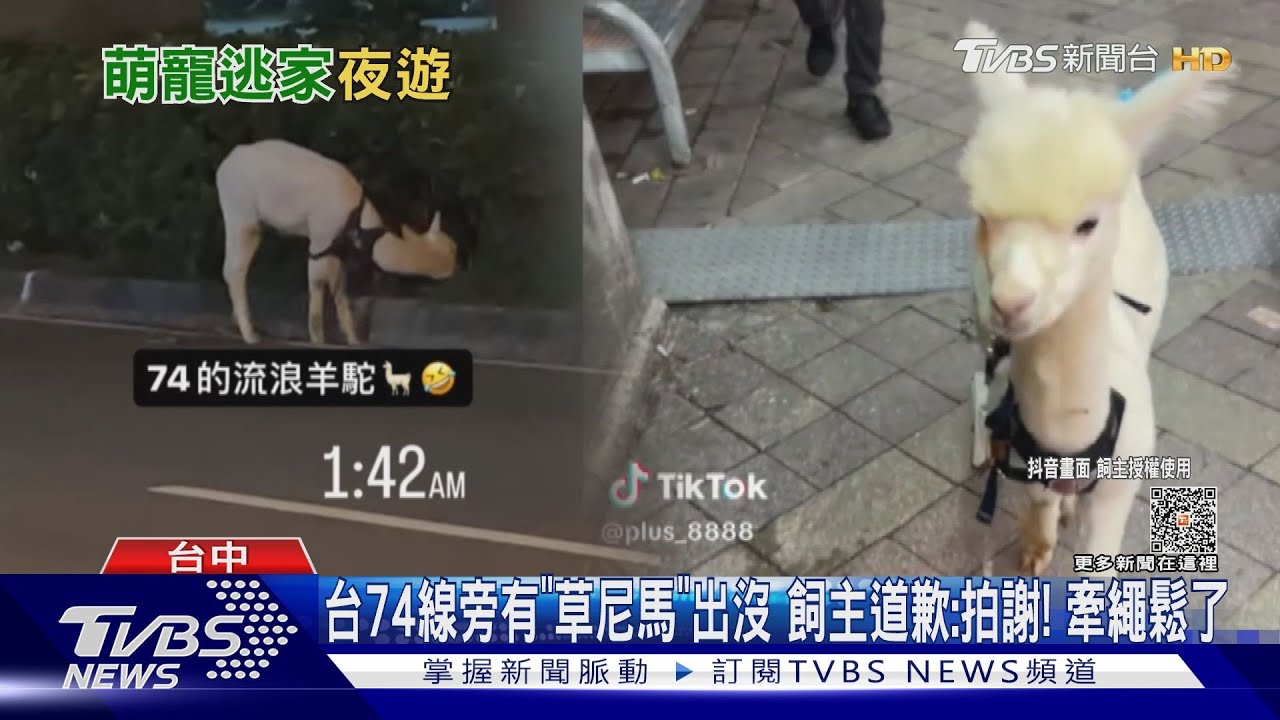 台74線旁有「草尼馬」出沒 飼主道歉:拍謝!牽繩鬆了