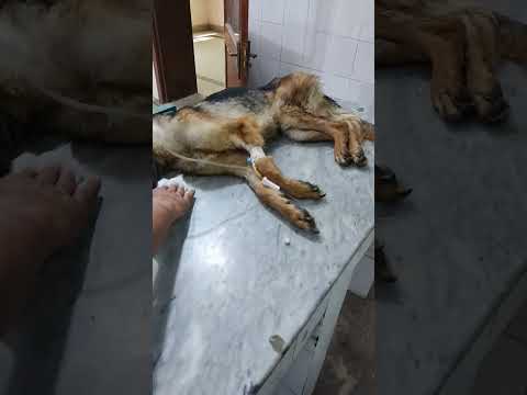 case of canine distemper | German shepherd dog suffering from canine distemper #veterinarian #vet