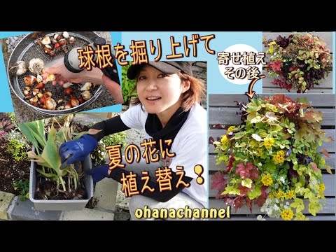 夏にきれいな花を咲かせるには、3月にどの球根花を植えるべきですか?  庭園