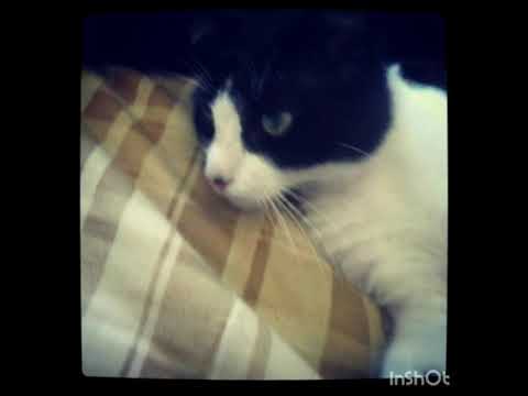 HWK X ARSENICO - PERDÓN? (2019-2020)