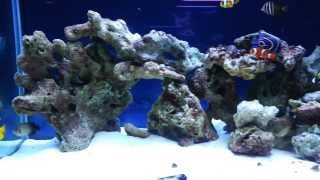 120 G fish addition and tank upgrade