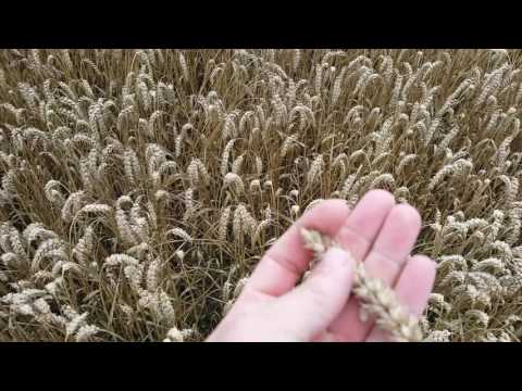 German wheat crop 12/08/16