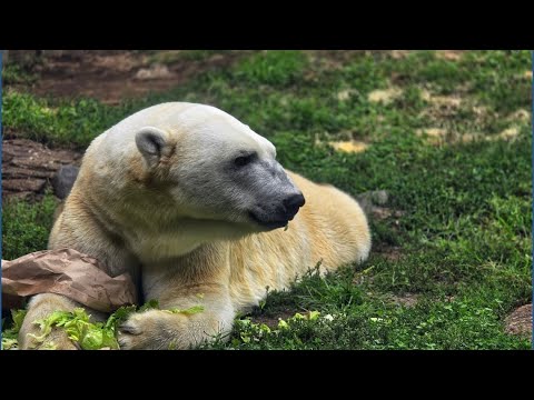 Toledo-born polar bear heading to new home for breeding program - YouTube