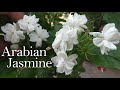 Arabian Jasmine Flower Mogra Plant Jasmine Plant Care Jasmine Plant Growing Tips বেলি বে