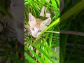 Masoomiat Satindersartaaj Song Meow Shorts Subscribetomychannel L Garry Gurjaap Channel